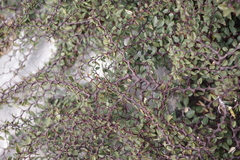 Ziziphus hajarensis