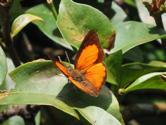 Curetis santana