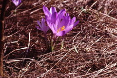 Crocus neglectus