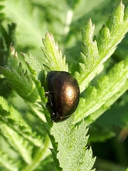 Chrysolina aurichalcea