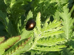 Chrysolina aurichalcea