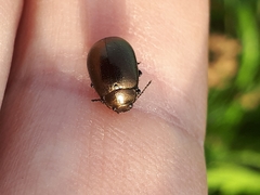 Chrysolina aurichalcea