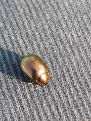 Chrysolina aurichalcea