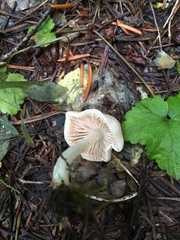 Entoloma sericellum