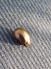 Chrysolina aurichalcea