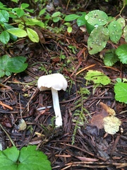 Entoloma sericellum