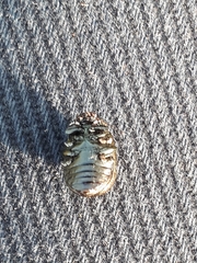 Chrysolina aurichalcea