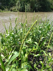 Hymenachne amplexicaulis