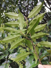 Prunus spinulosa