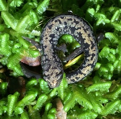 Plethodon welleri