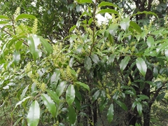 Prunus spinulosa