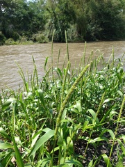 Hymenachne amplexicaulis