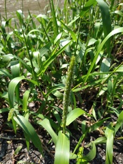 Hymenachne amplexicaulis