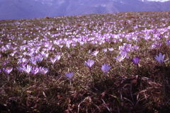 Crocus neglectus