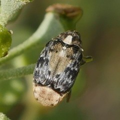 Megabruchidius dorsalis