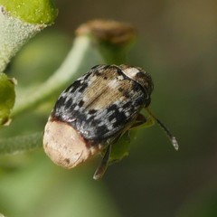 Megabruchidius dorsalis