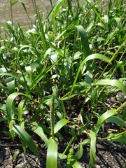 Hymenachne amplexicaulis