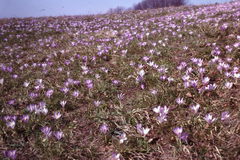 Crocus neglectus