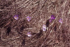 Crocus neglectus