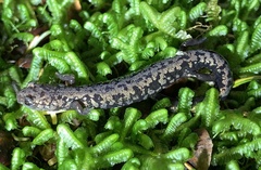 Plethodon welleri