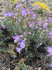 Penstemon gairdneri