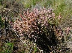 Erica setacea
