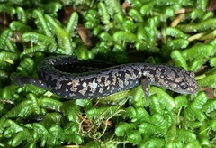 Plethodon welleri