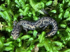Plethodon welleri
