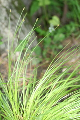 Trichophorum planifolium