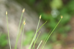 Trichophorum planifolium