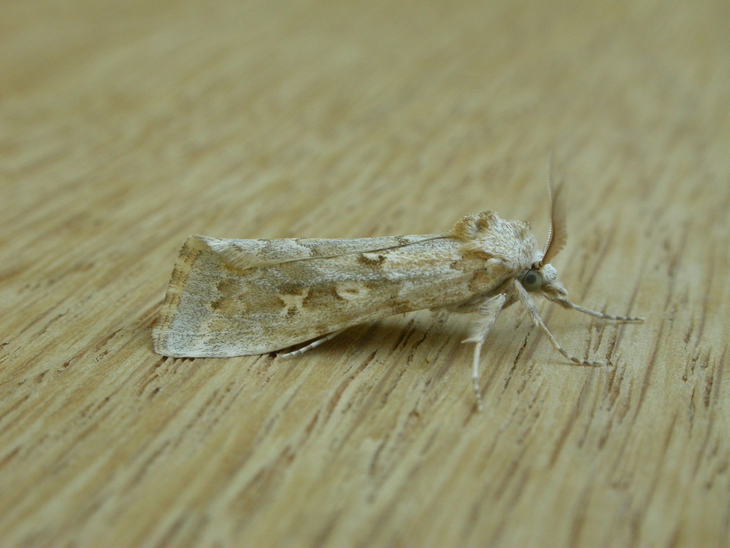 Pale O-X Moth