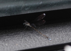 Nehalennia pallidula