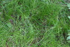 Trichophorum planifolium