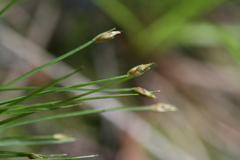 Trichophorum planifolium