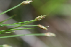 Trichophorum planifolium