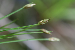 Trichophorum planifolium