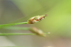 Trichophorum planifolium