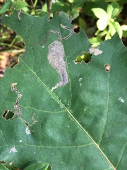 Coptotriche castaneaeella