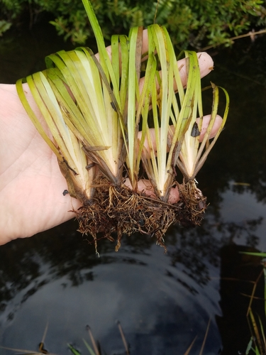 Correll's Yellow-eyed Grass (Xyris correlliorum)