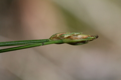 Trichophorum planifolium
