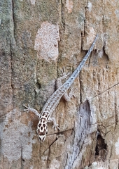 Lygodactylus mombasicus