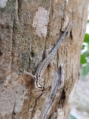 Lygodactylus mombasicus