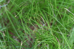 Trichophorum planifolium