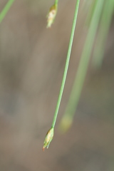 Trichophorum planifolium