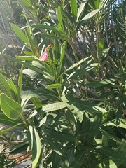 Lampranthus spectabilis