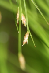 Trichophorum planifolium