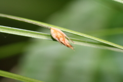 Trichophorum planifolium