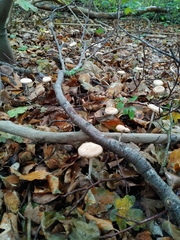 Fungi
