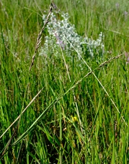 Melica racemosa