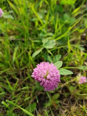 Trifolium pratense